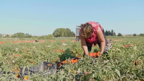 Συγκομιδή Ντομάτας Στη Νότια Ιταλία Ηλικιωμένη Γυναίκα Picking Φρέσκες Ντομάτες — Αρχείο Βίντεο