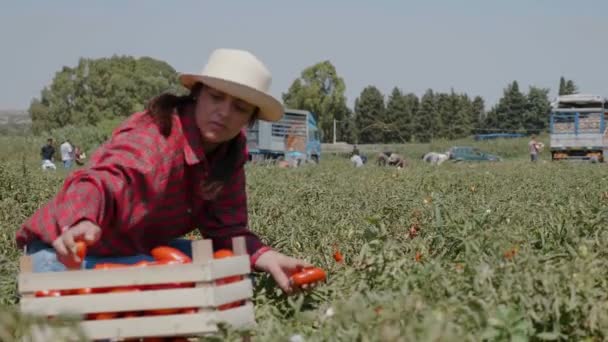 在意大利南部收割西红柿 采摘西红柿的年轻妇女 — 图库视频影像