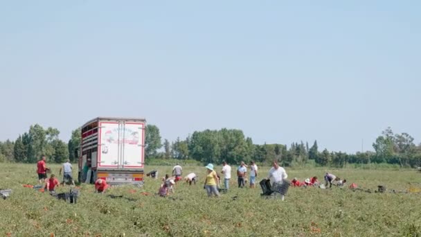 Camponeses Trabalham Campos Colheita Tomates Verão 2017 Rossano Itália — Vídeo de Stock
