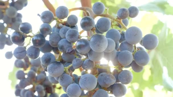 Soleil Nature Naissance Rayon Lumière Sur Grappe Raisin Dans Sud — Video