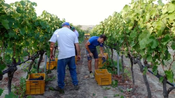 Weinlese August 2017 Strontioli Italien Bauern Bei Der Arbeit Weinberg — Stockvideo