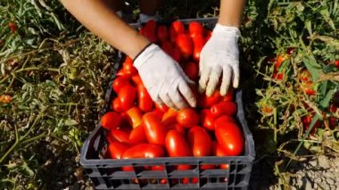 taze domates kutuya yerleştirerek üzerine kapatın. Hasat domates