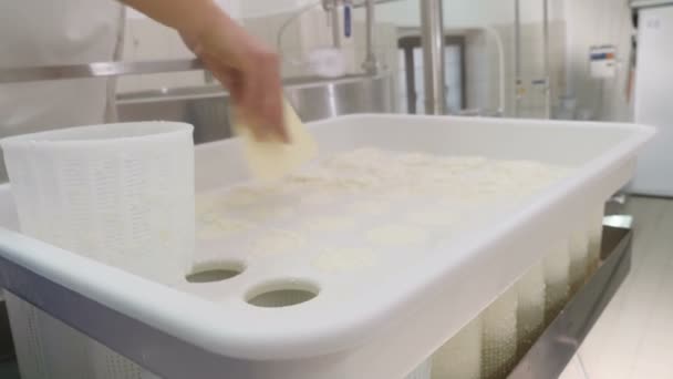 Production Fromage Fromager Mettant Fromage Frais Dans Les Moules — Video