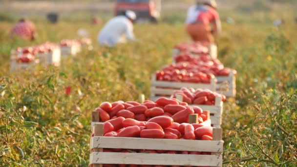 Colheita Tomates Verão Sul Itália — Vídeo de Stock