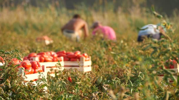 Agricultores Campo Tomates Cosechando Tomates Rossano Italia — Vídeo de stock