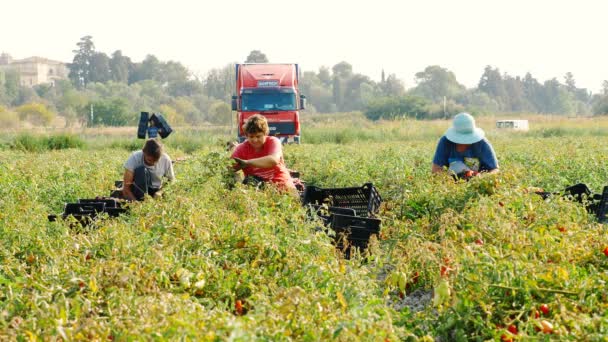 Bönder Plocka Tomater Fältet Sommaren Södra Italien — Stockvideo