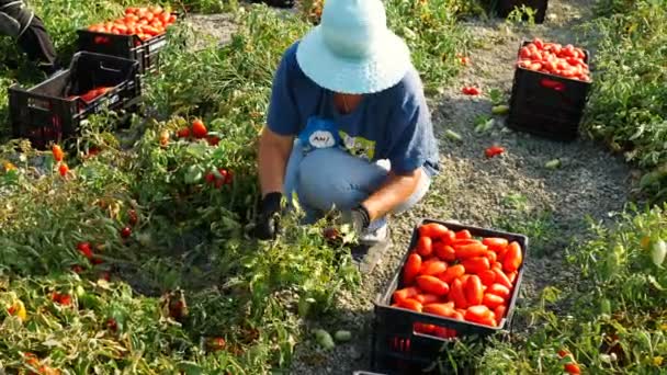 Sur Italia Mujer Arrodillada Cosechando Tomates Verano — Vídeo de stock