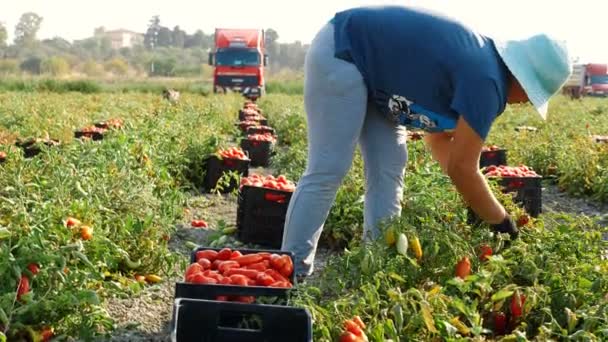 Oogsten Van Tomaten Zuid Italië Vrouw Tomaten Plukken — Stockvideo