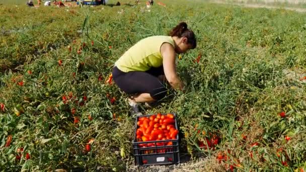 夏季在南部的收割西红柿 妇女采摘西红柿 — 图库视频影像