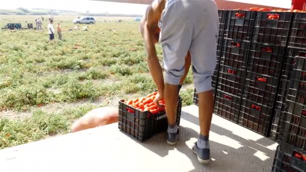 Cosechando Tomates Sur Italia Cargando Cajas Tomates Camión — Vídeo de stock