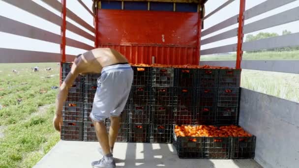 Sul Itália Agricultores Que Carregam Caminhão Caixas Tomate Fresco — Vídeo de Stock