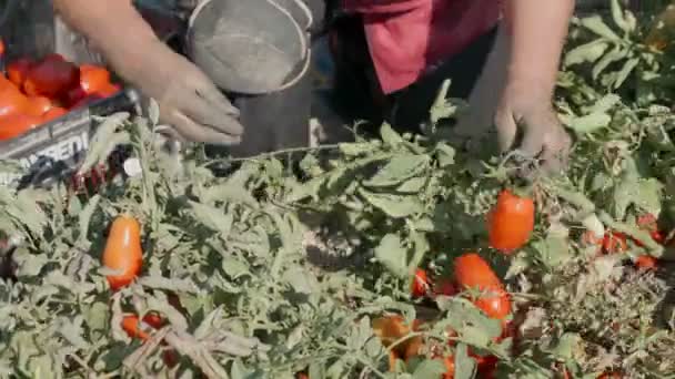 Cosechando Tomates Las Manos Mujer Recogiendo Tomates Los Arbustos — Vídeos de Stock