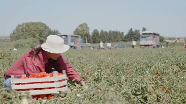 Retrato Del Joven Agricultor Campo Tomates Recogiendo Tomates Verano — Vídeo de stock