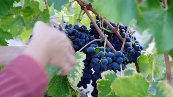 Резка Зрелого Винограда Крупнозамедленное Движение — стоковое видео