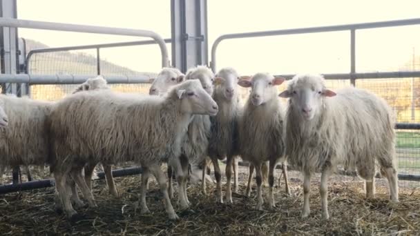 Ritratto Pecore Belle Divertenti Nel Fienile — Video Stock