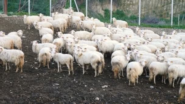 羊の放牧の群れのパノラマ ビュー — ストック動画