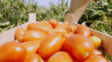 Olgun üzümler yakın plan görüntüsü