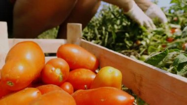 Olgun üzümler yakın plan görüntüsü