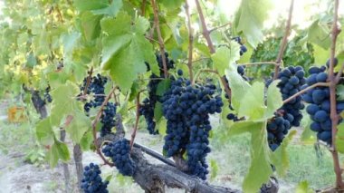 Doğa, büyüme, beslenmesi-üzüm hasat içinde demet
