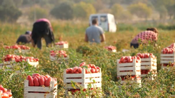 Trabalhando Tomates Fileds Verão Agosto 2017 Rossano Itália — Vídeo de Stock