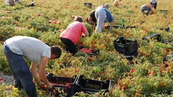 Trabalhadores Que Colhem Tomates Verão Rossano Itália — Vídeo de Stock