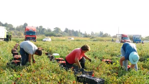 Récolte Tomates Été Dans Sud Italie — Video