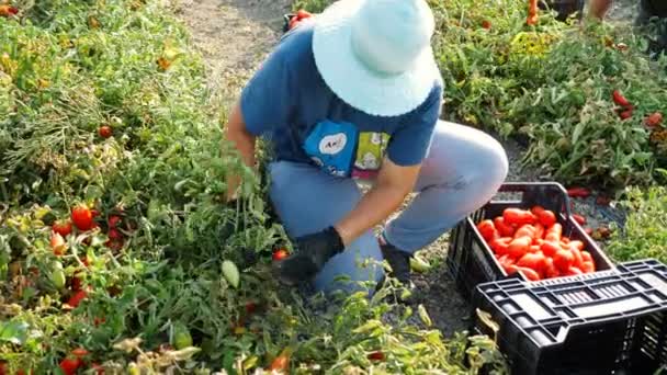 Agricultora Poniendo Tomates Recogidos Caja Sur Italia — Vídeo de stock