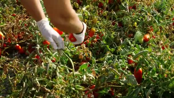 采摘新鲜的西红柿 南意大利 — 图库视频影像
