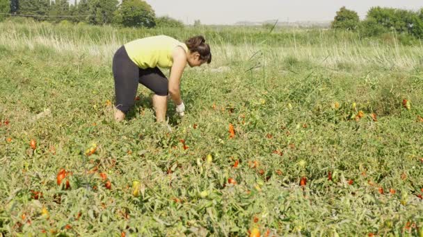 Morena Campo Tomate Colhendo Tomatos Sul Itália — Vídeo de Stock