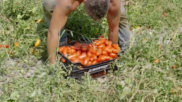 Granjero Cargando Una Caja Tomate Cosecha Tomates Sur Italia — Vídeos de Stock