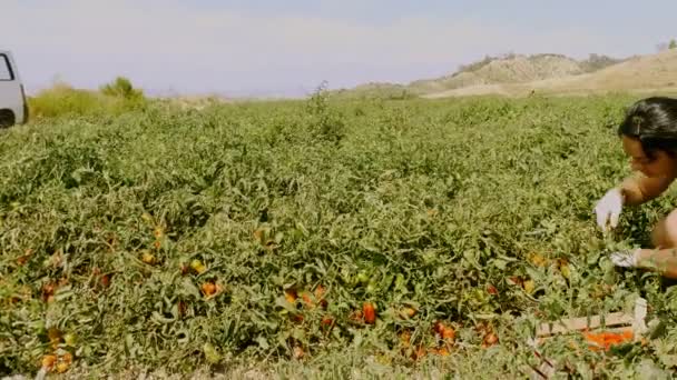 Mujer Recogiendo Tomates Campo Sur Italia — Vídeo de stock