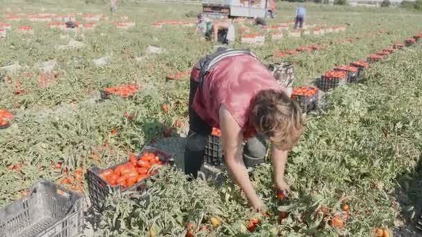 Ηλικιωμένη Γυναίκα Στο Πεδίο Μαζεύοντας Τις Ντομάτες Στα Νότια Της — Αρχείο Βίντεο