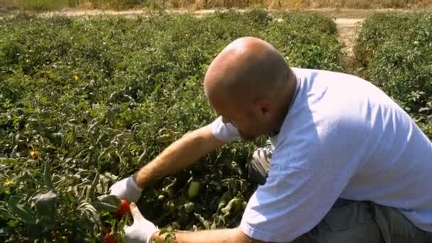 Uomo Calvo Raccogliere Tomaie Nel Campo Sud Italia — Video Stock