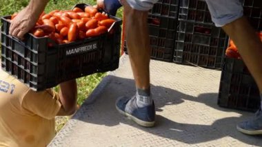 Domates hasadı. Domates kutularını kamyona yüklüyorum.