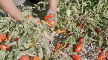 Domates hasat. Malzeme çekme domates çalıların arasında kadının eller