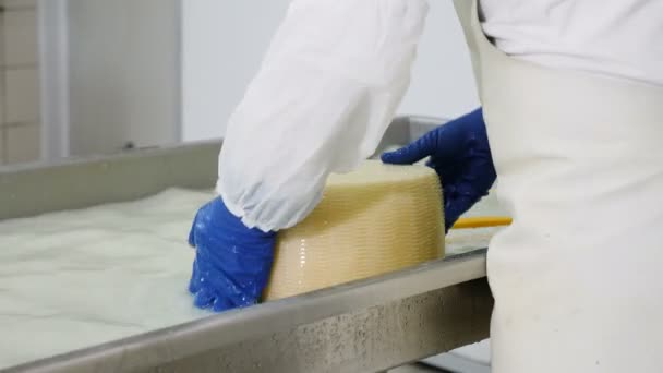 Közelről Üzemeltető Mosás Sajt Formák Cheese Factory — Stock videók