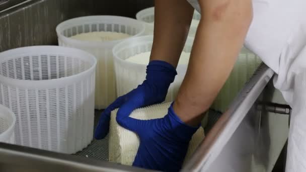 Producción Queso Ricotta Trabajadores Trabajando Moldes — Vídeos de Stock