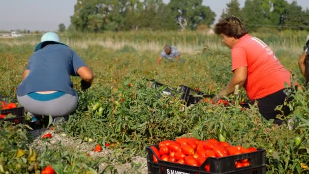 Ženy Klečící Rajče Sklizeň Rajčata Jižní Itálii — Stock video