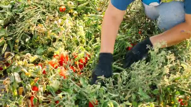 意大利南部 农夫的手采摘在灌木的西红柿 — 图库视频影像
