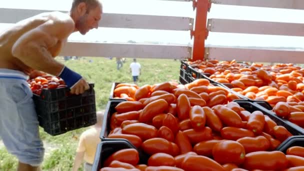 Cosechando Tomates Cargando Cajas Tomate Frescas Camión — Vídeo de stock