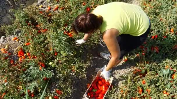 イタリアの Soth でトマトを収穫 トマトを選ぶ女性 — ストック動画