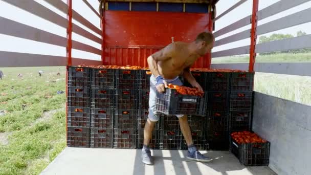 Dél-Olaszország-portré: mezőgazdasági termelő betölti a teherautó friss paradicsom dobozok