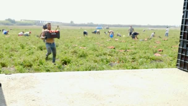 Jovem Agricultor Carregando Caixas Pesadas Tomate Caminhão Sul Itália — Vídeo de Stock