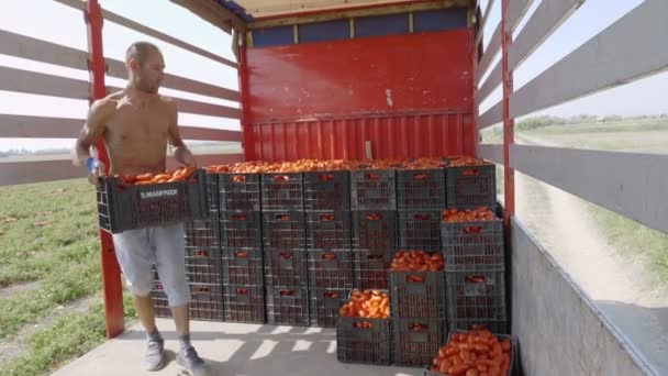 农民们在卡车上装上西红柿盒 在意大利南部收割西红柿 — 图库视频影像