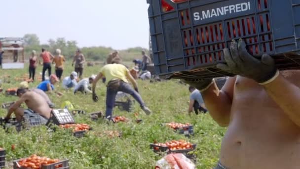 强壮的农夫装载一盒西红柿 2017年8月在夏天收割西红柿 Rossano Cabaria 意大利 — 图库视频影像