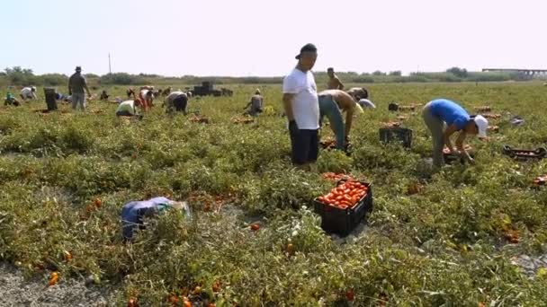 2017 月までの夏 ロッサーノ イタリアでトマトを収穫 — ストック動画