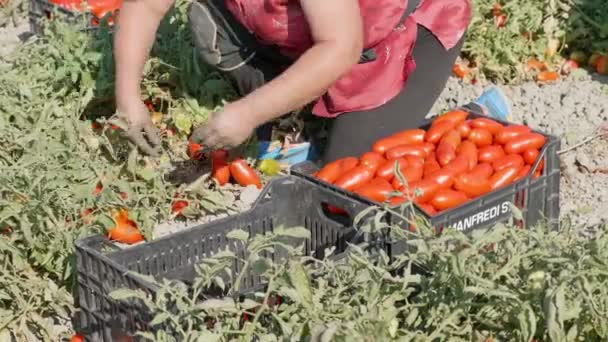 意大利南部 夏天采摘西红柿 老妇人收割西红柿 — 图库视频影像