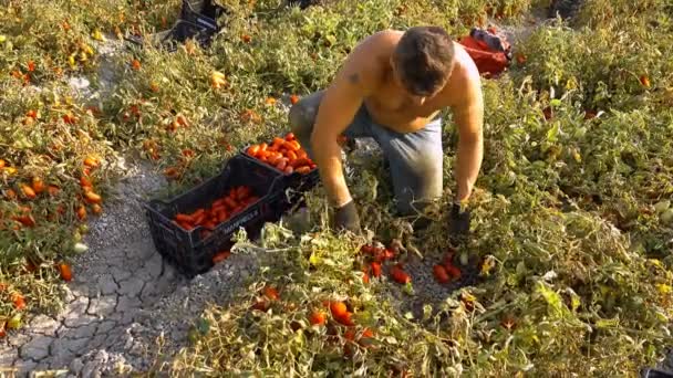 Giovane Agricoltore Che Raccoglie Pomodori Nel Campo Raccolta Pomodori Nel — Video Stock