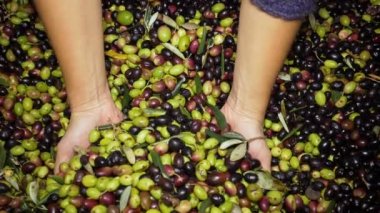 kadının elleri taze çekilmiş taze zeytin al