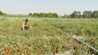 motoru kırıcı için yapmak-zeytin yağı Güney İtalya yapma